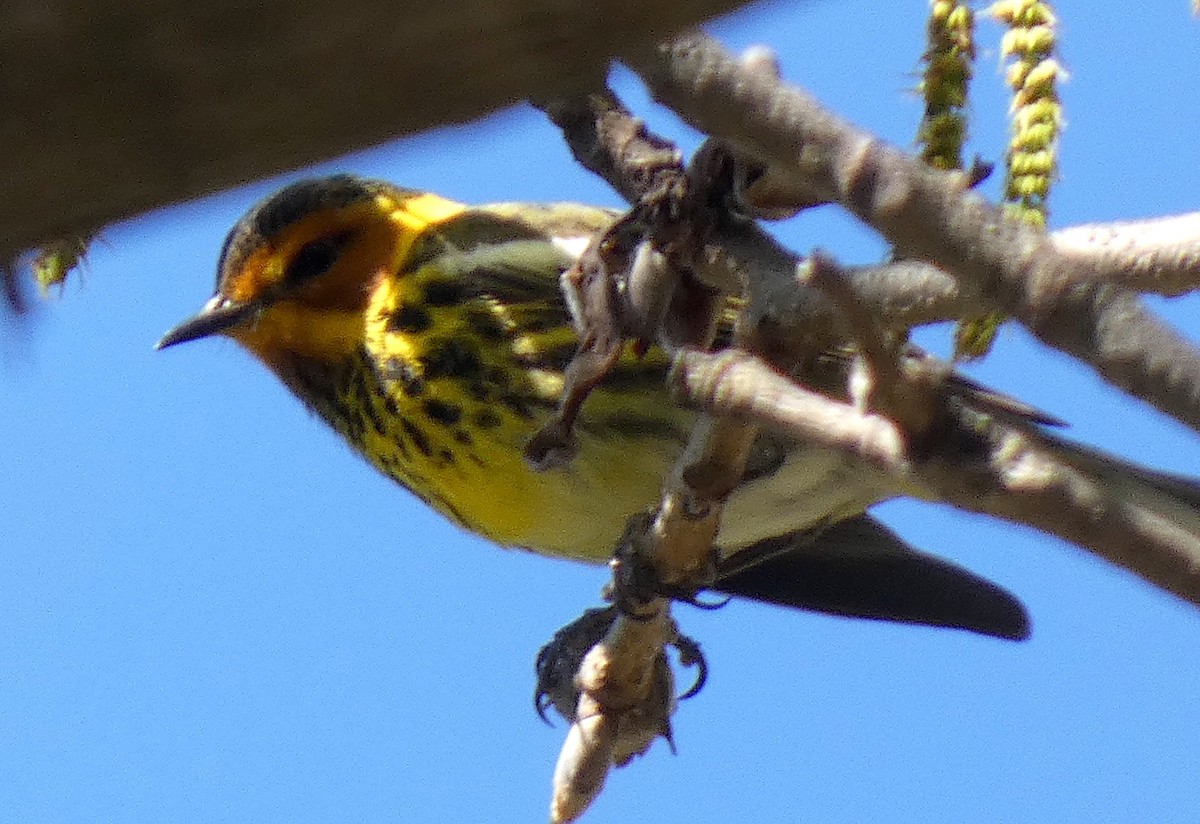 Cape May Warbler - ML634537138