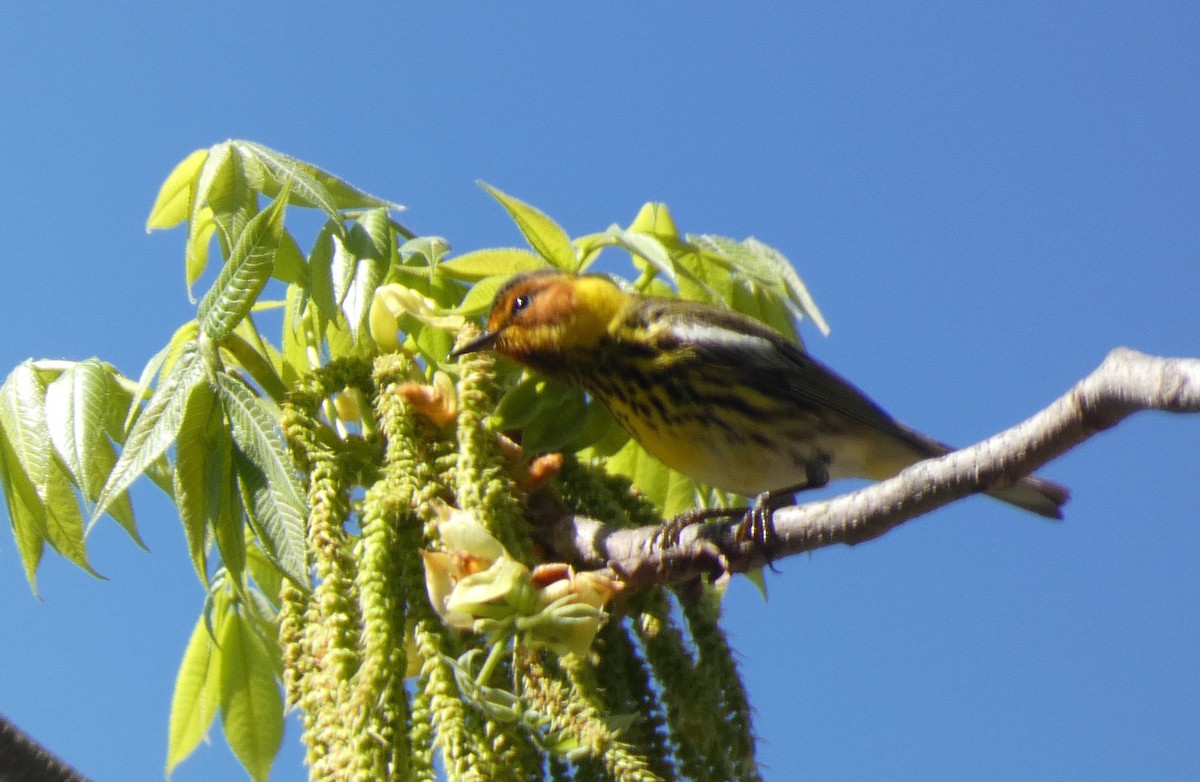 Cape May Warbler - ML634537147