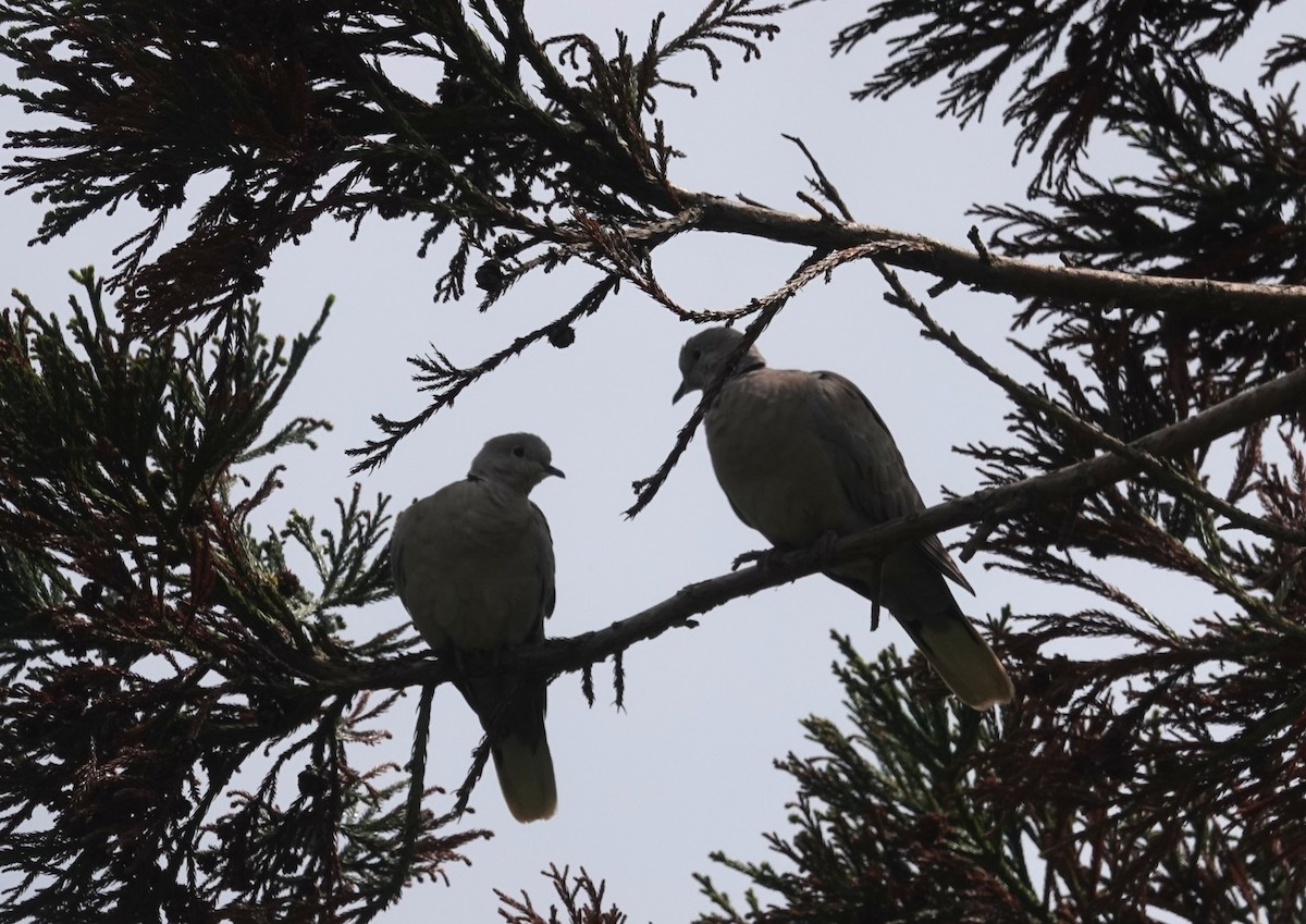 Eurasian Collared-Dove - ML634537148