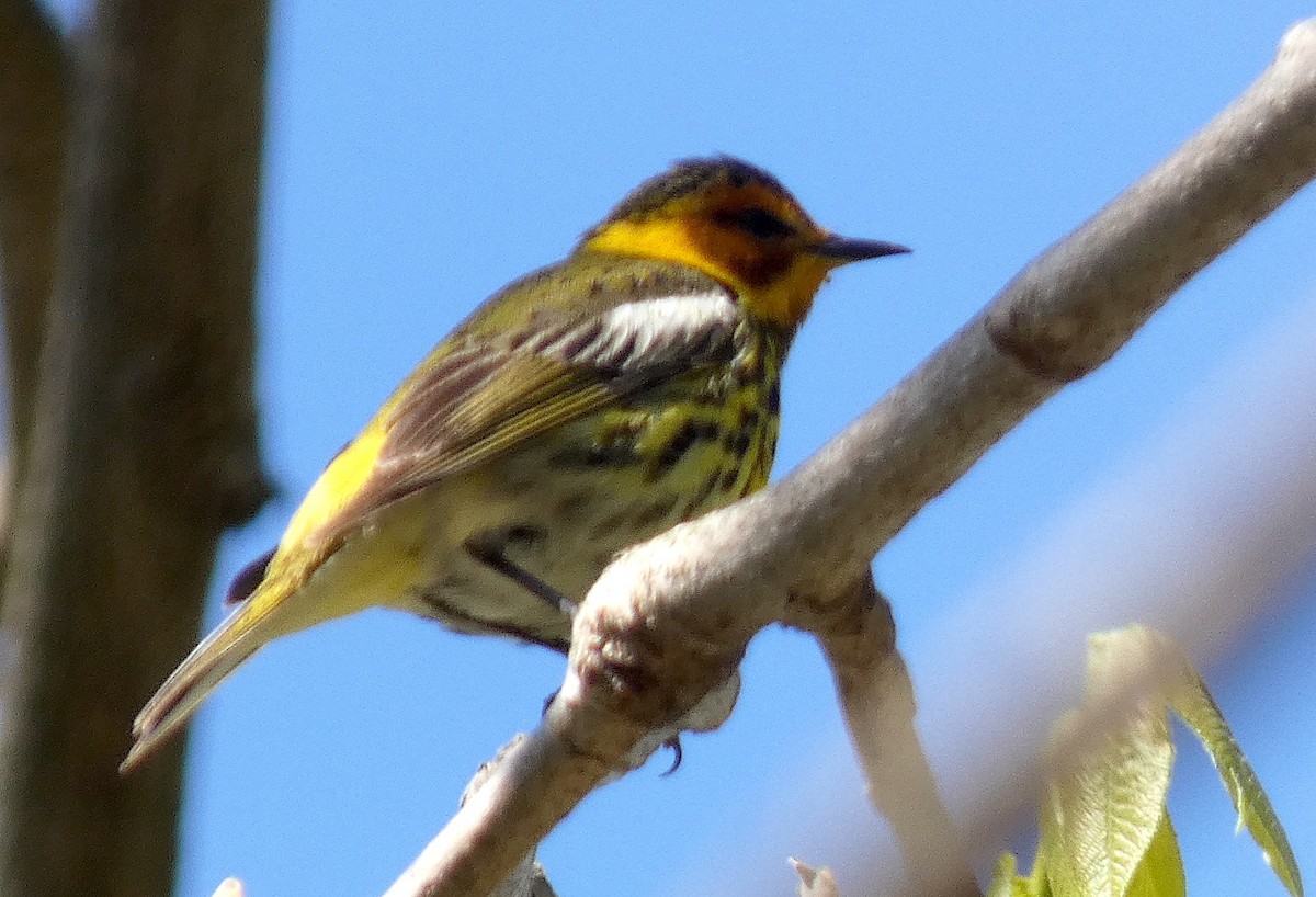 Cape May Warbler - ML634537155