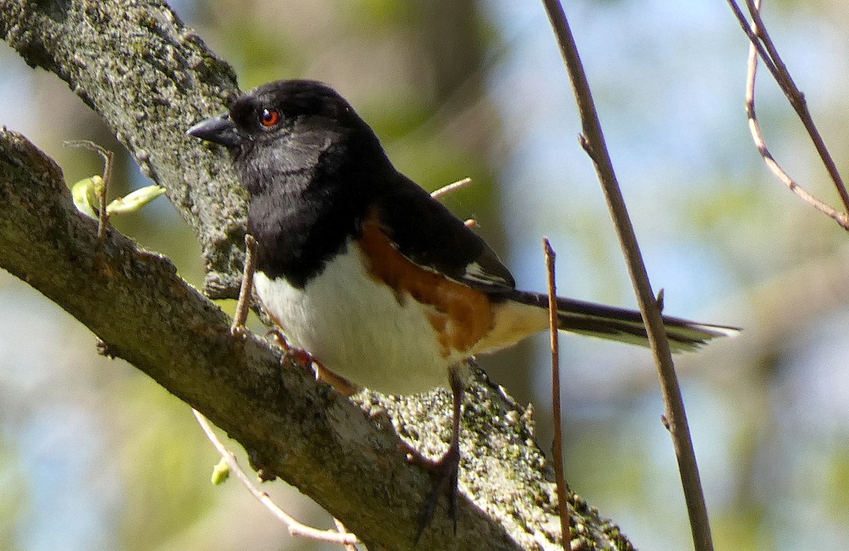 Eastern Towhee - ML634537164