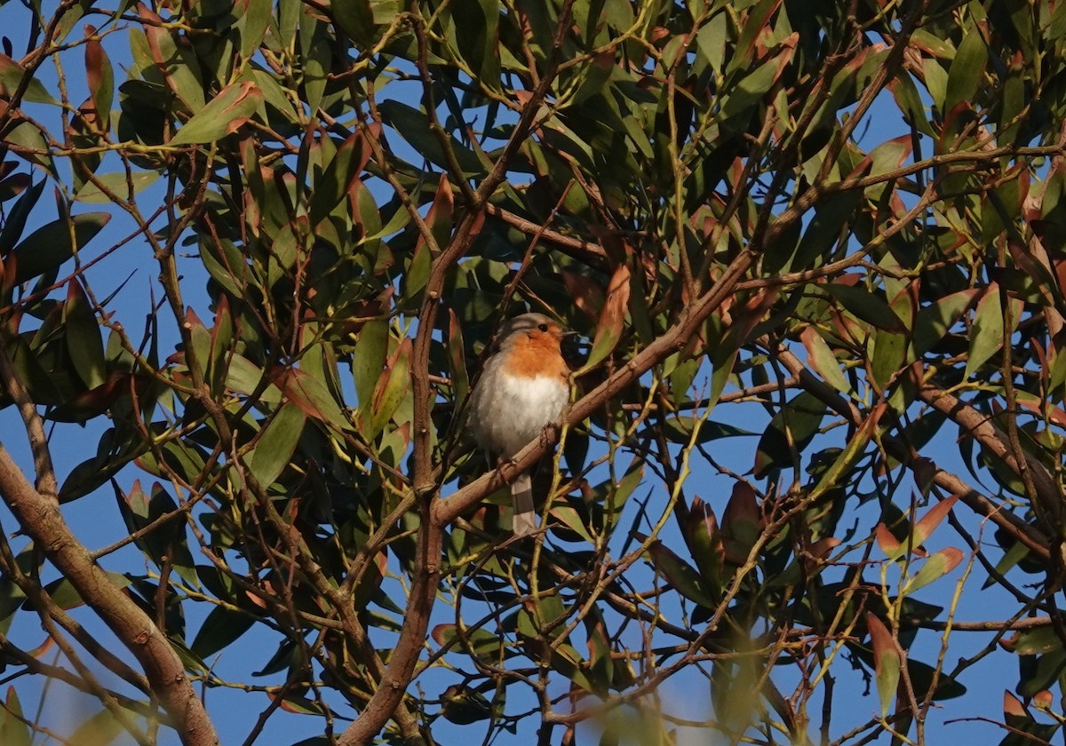 European Robin - ML634537176