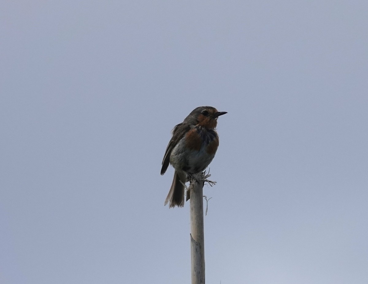 European Robin - ML634537216