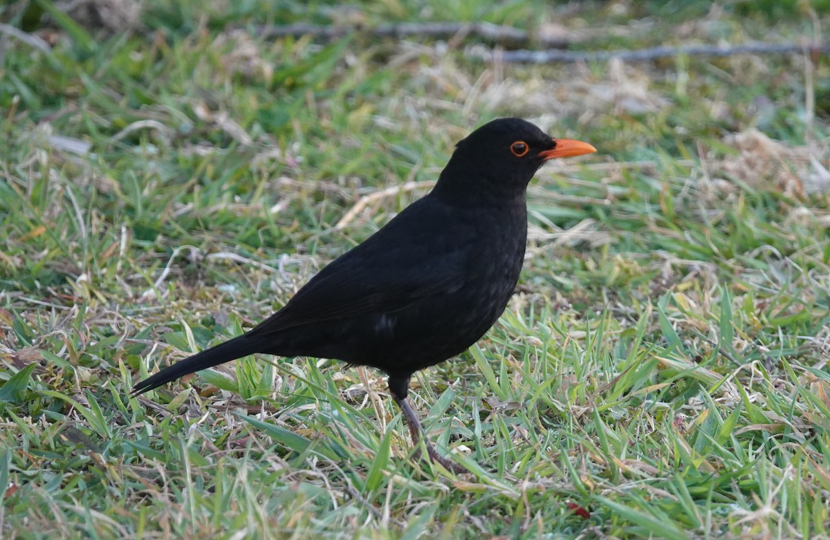 Eurasian Blackbird - ML634537442