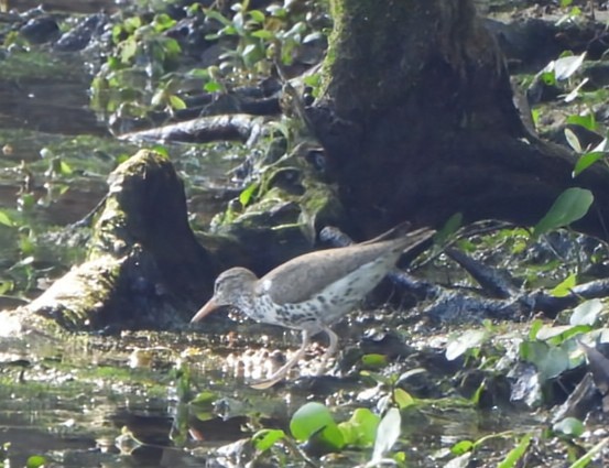 Spotted Sandpiper - ML634537462