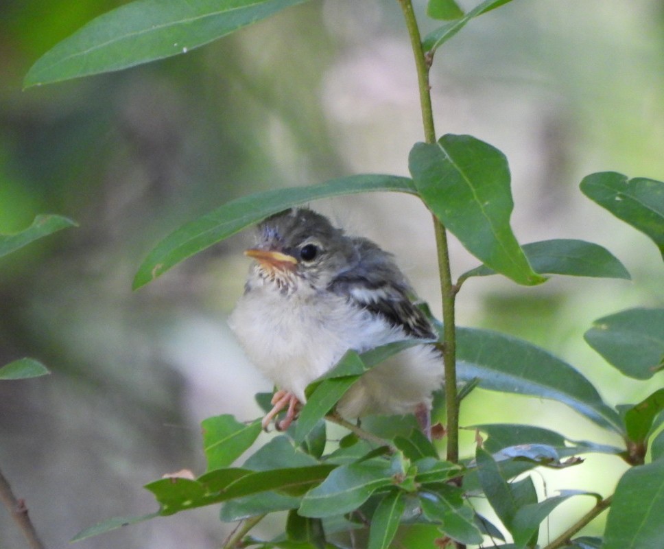 Northern Parula - ML634537470