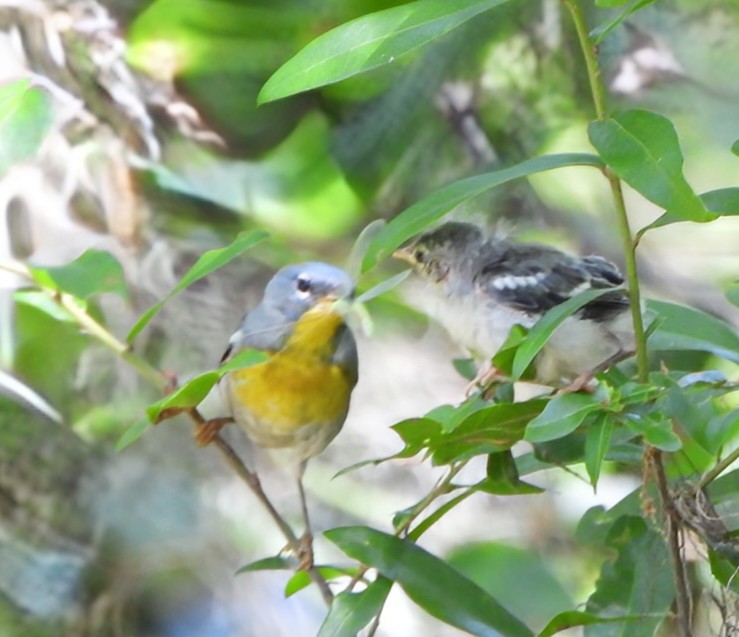 Northern Parula - ML634537473