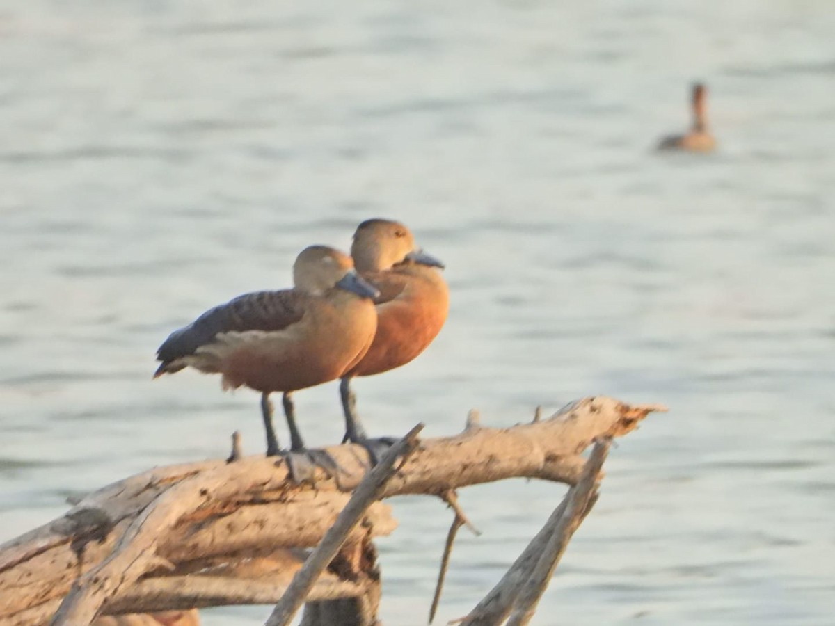 Lesser Whistling-Duck - ML634537477