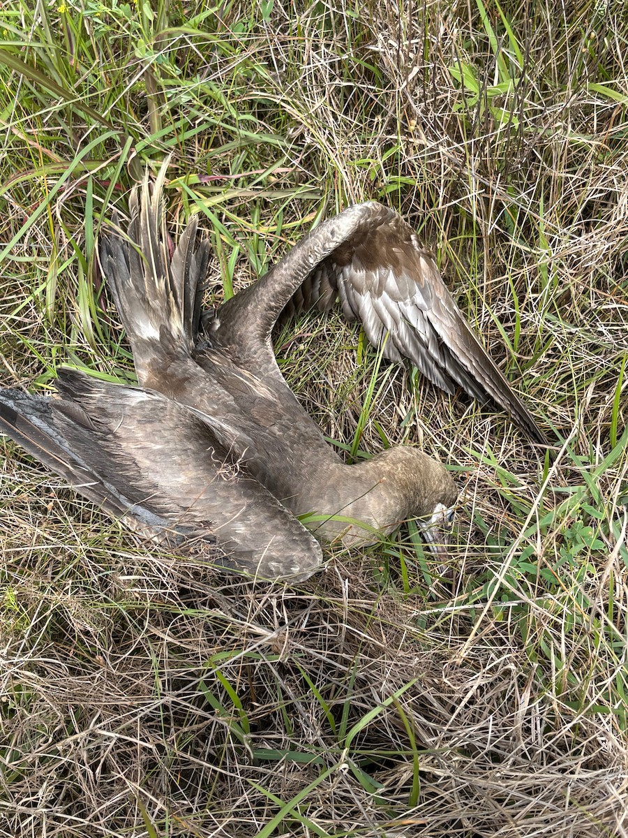 Red-footed Booby - ML634537528
