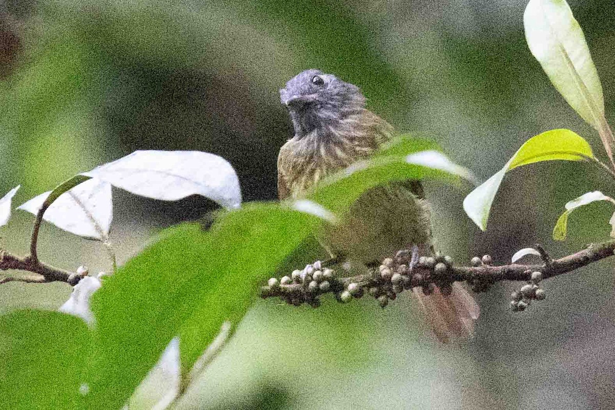 Streak-necked Flycatcher - ML634537532