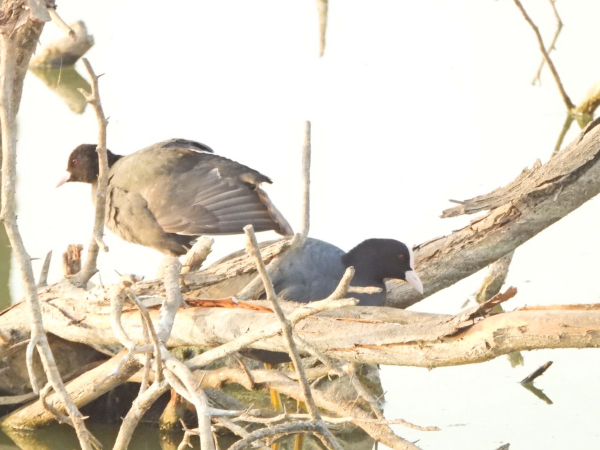 Eurasian Coot - ML634537541