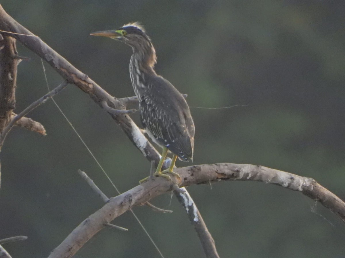 Little Heron - ML634537641