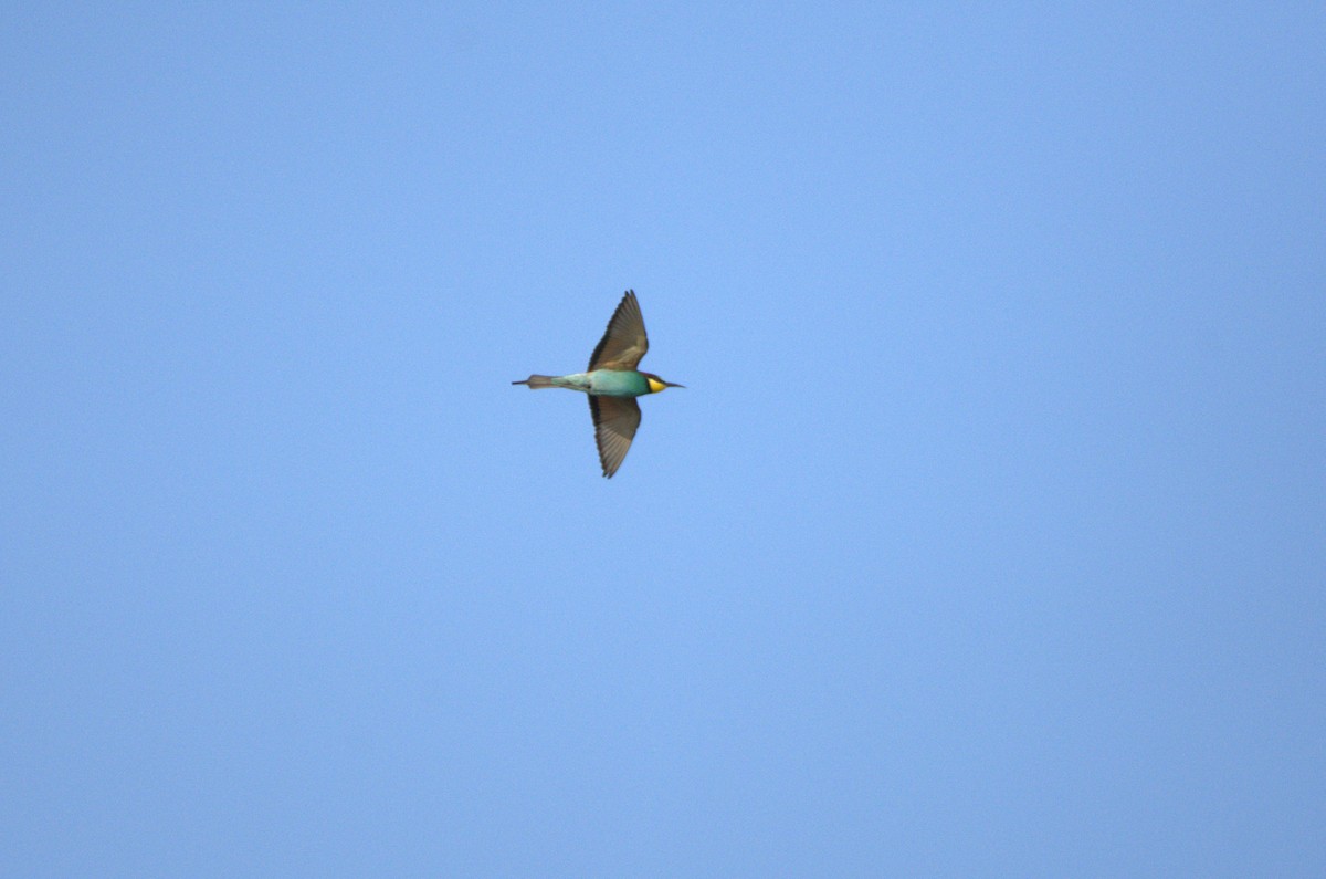 European Bee-eater - ML634537663