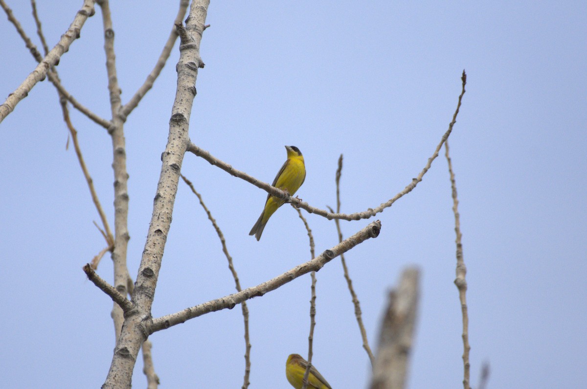 Black-headed Bunting - ML634537665