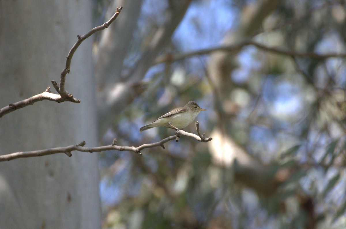 Eastern Olivaceous Warbler - ML634537675