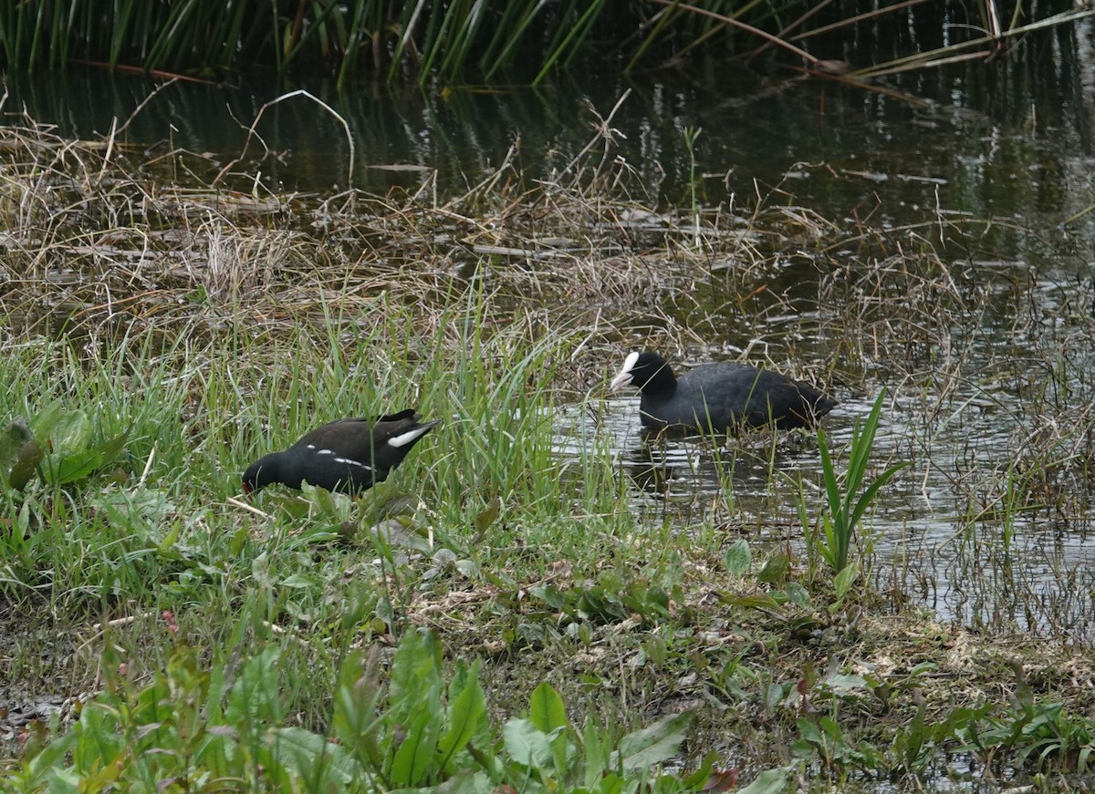 Eurasian Coot - ML634537680