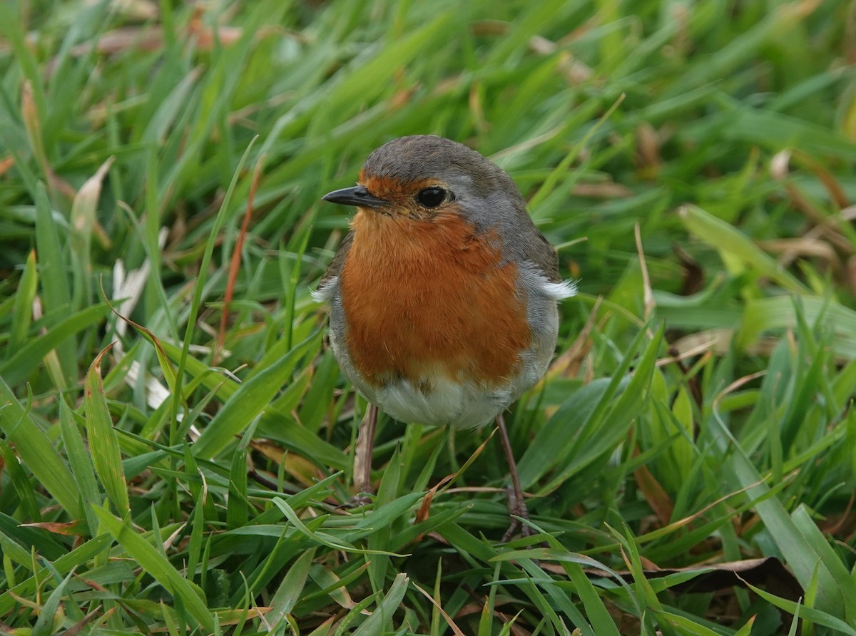 European Robin - ML634537716