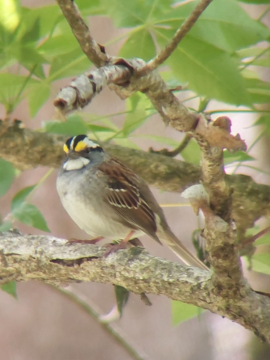 White-throated Sparrow - ML634537748