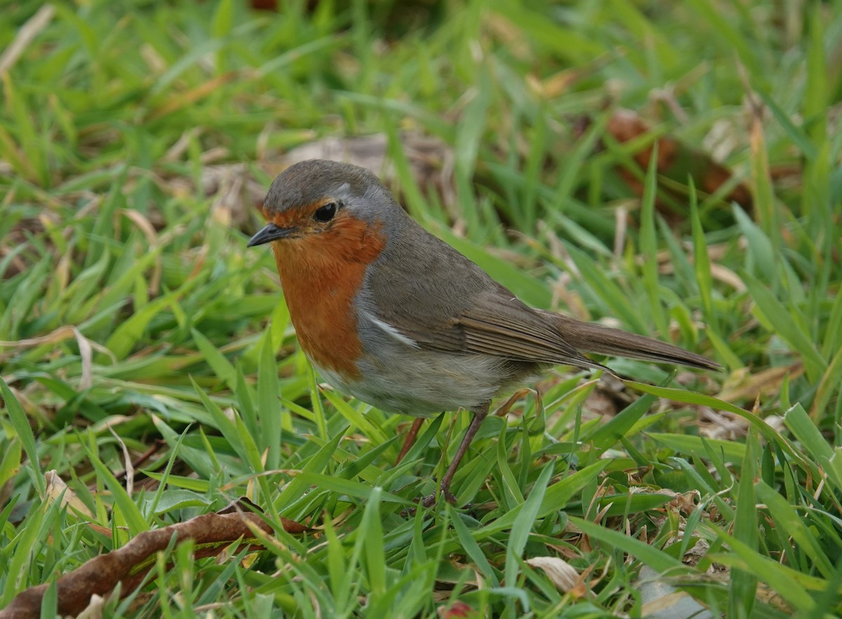 European Robin - ML634537752