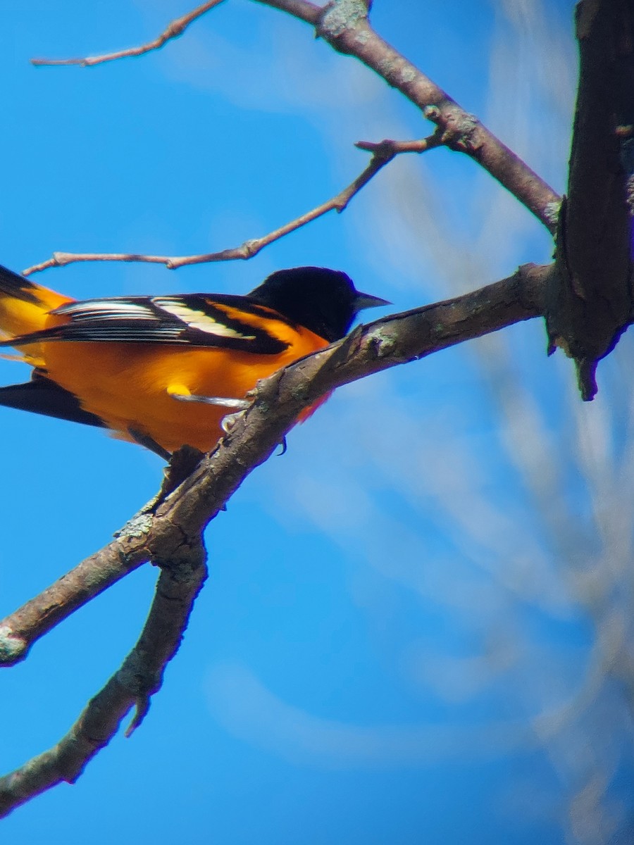 Baltimore Oriole - ML634537786