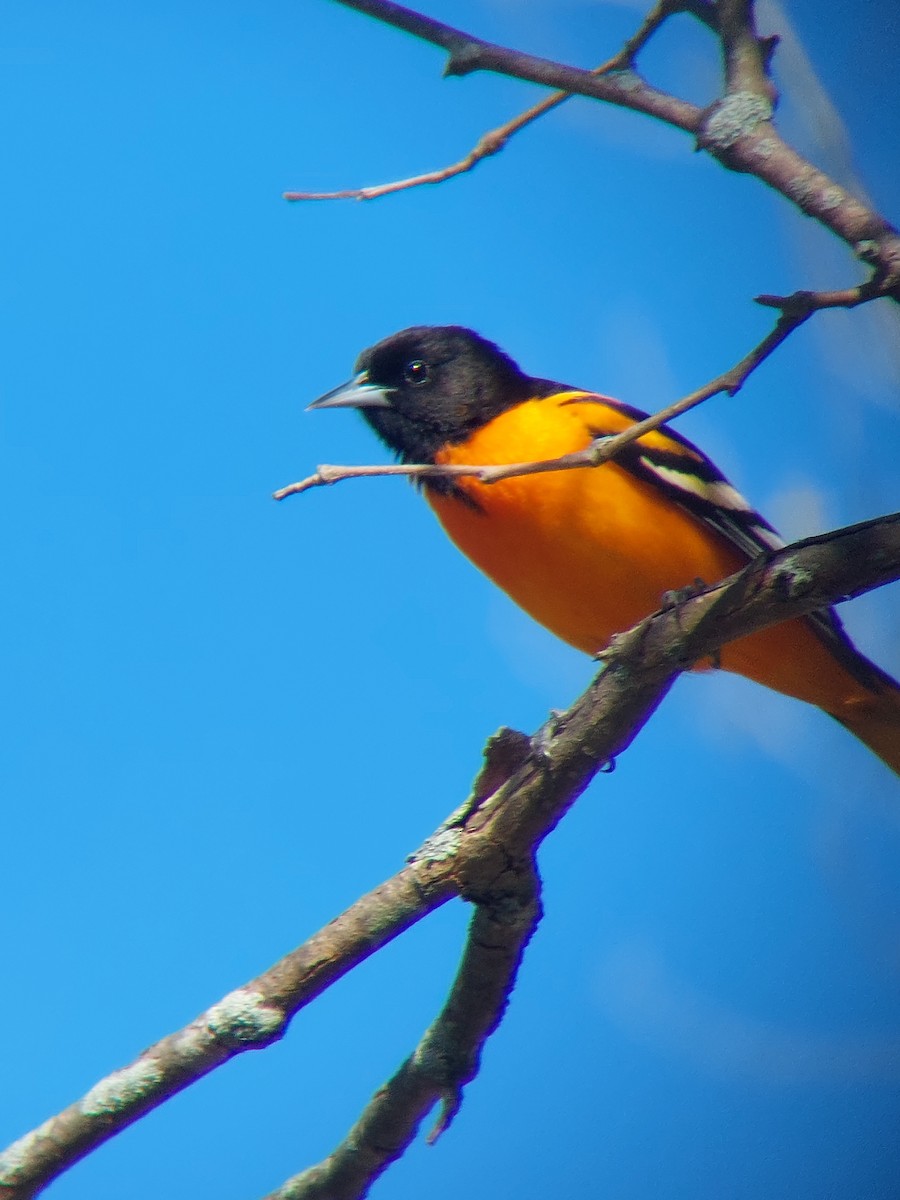 Baltimore Oriole - ML634537787