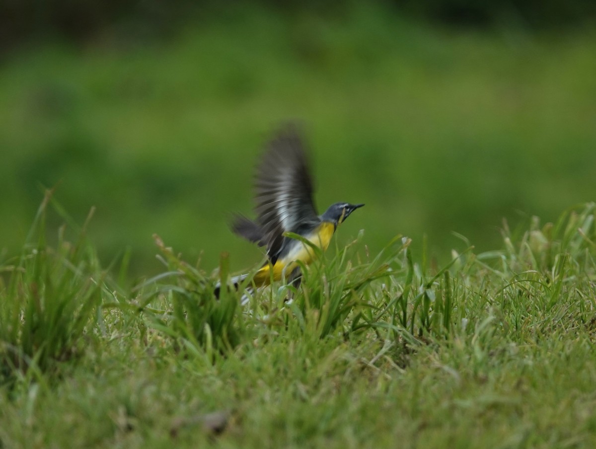 Gray Wagtail - ML634537802