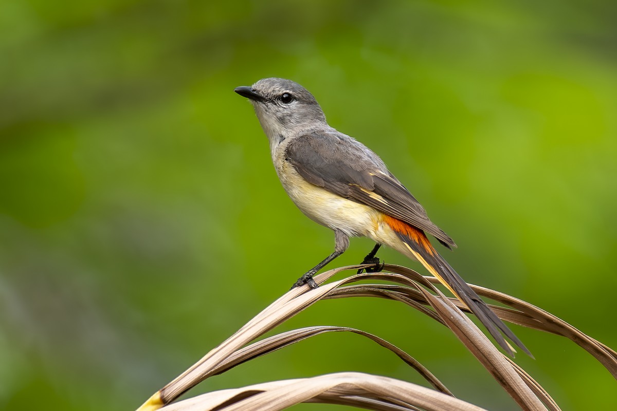 Small Minivet - ML634537865