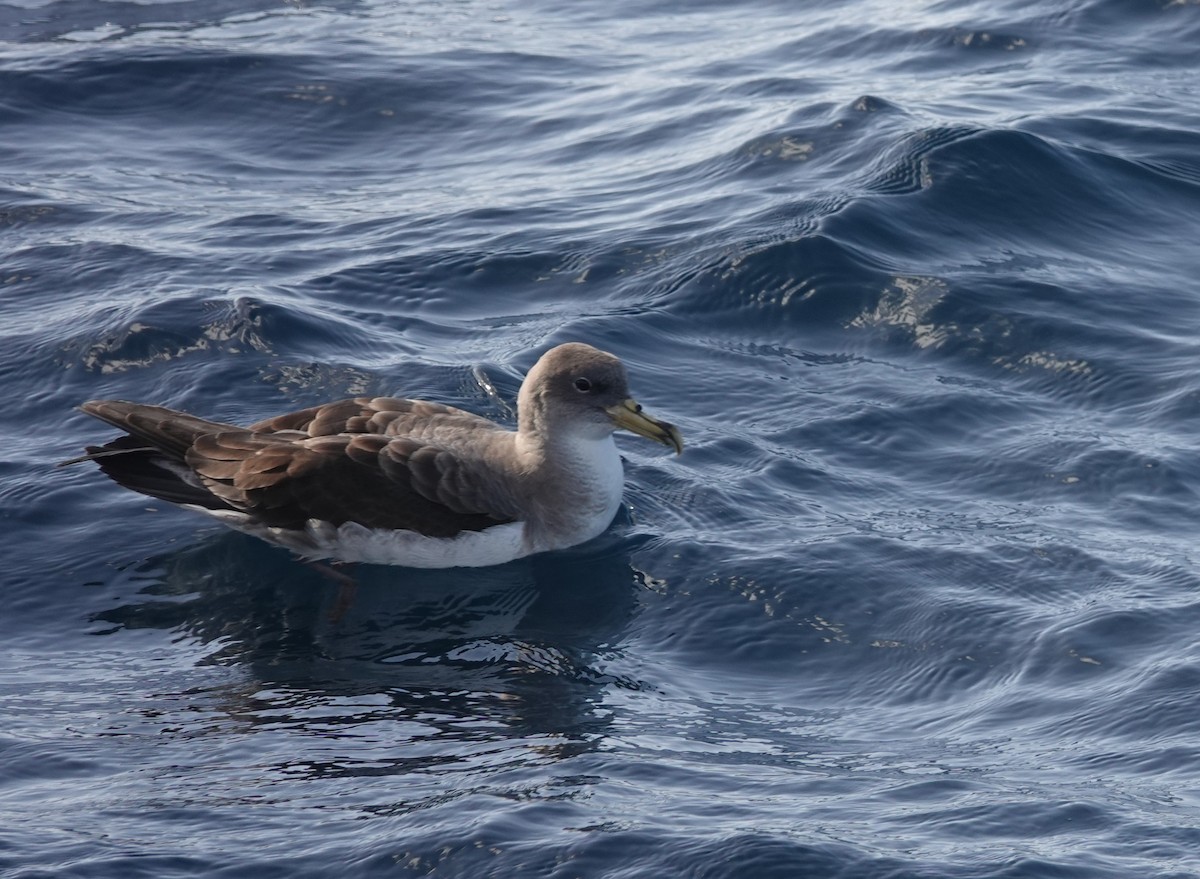 Cory's Shearwater - ML634537868