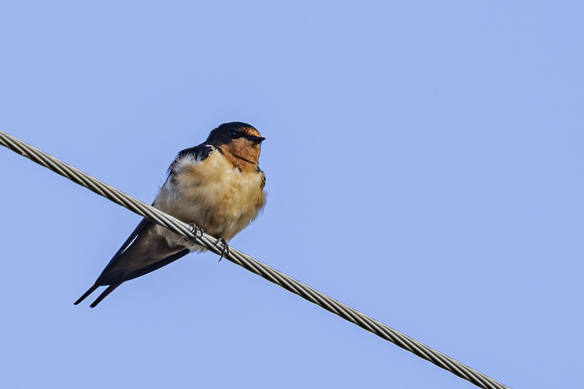 Barn Swallow - ML634537927
