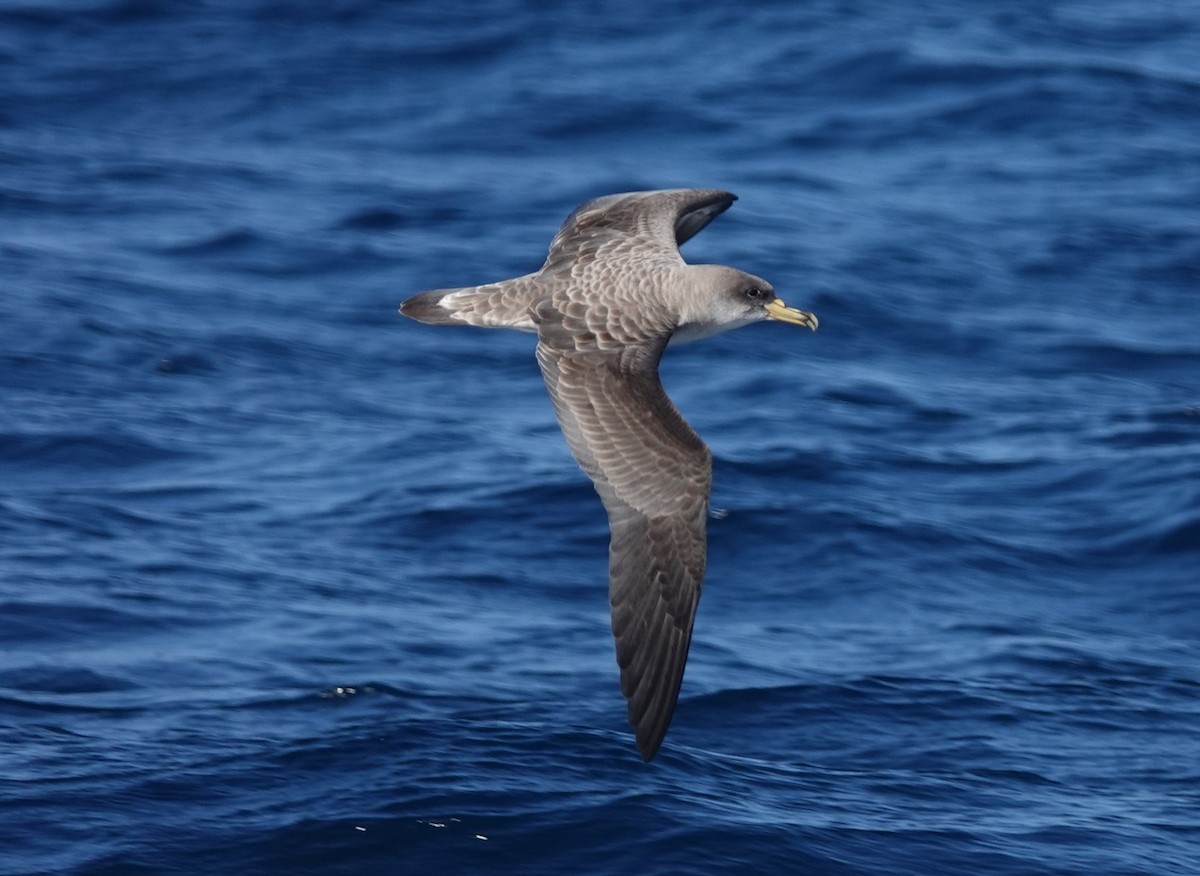 Cory's Shearwater - ML634537930