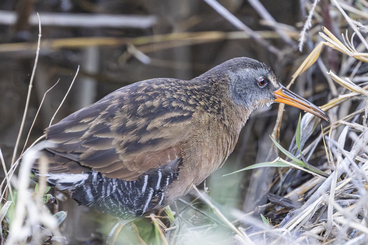 Virginia Rail - ML634537949