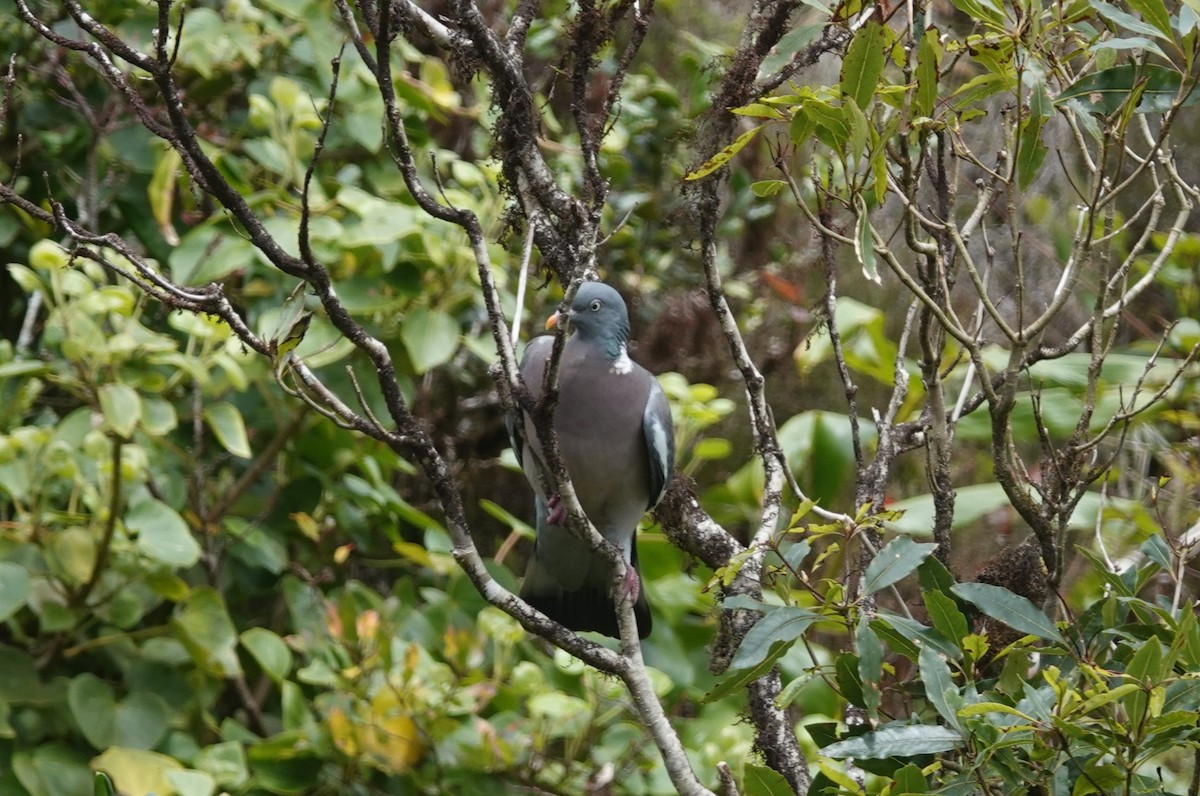 Common Wood-Pigeon - ML634538035