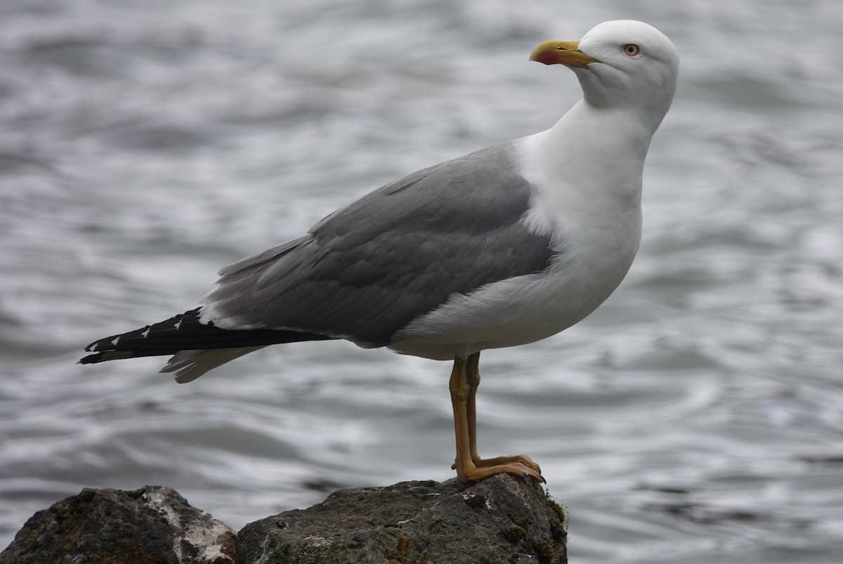 Yellow-legged Gull - ML634538078