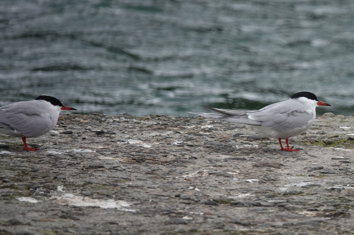 Common Tern - ML634538106