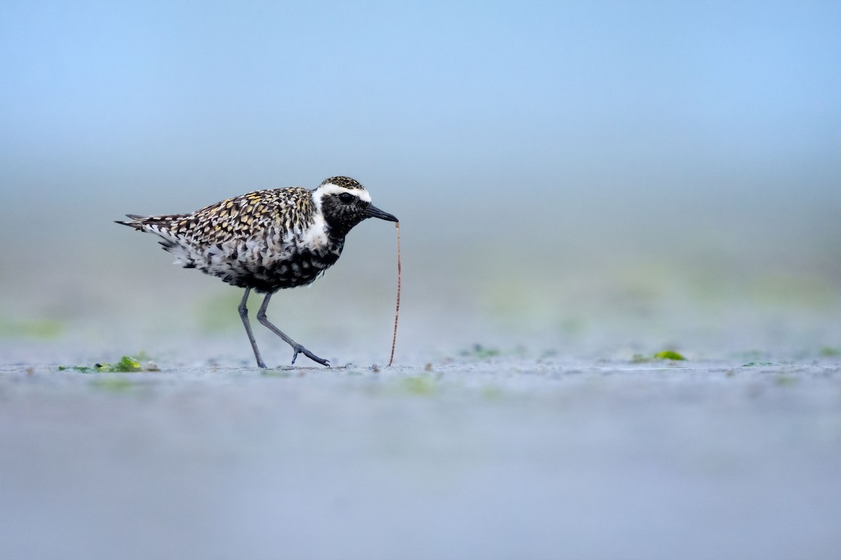 Pacific Golden-Plover - ML634538190