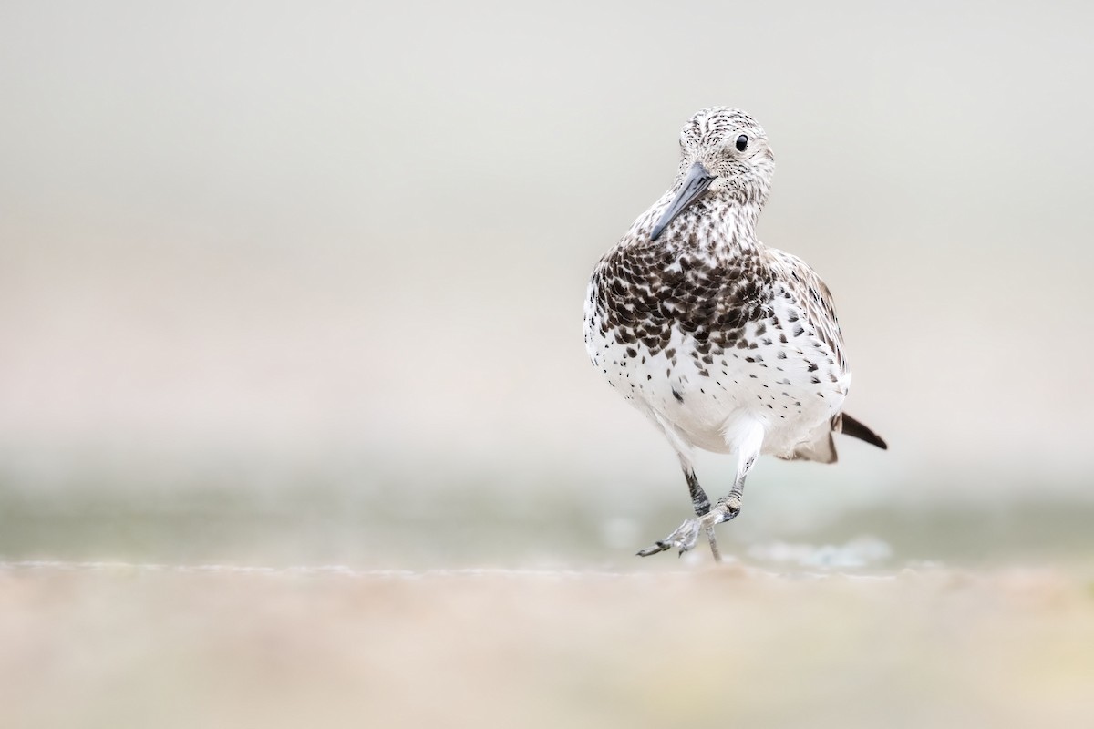 Great Knot - ML634538323