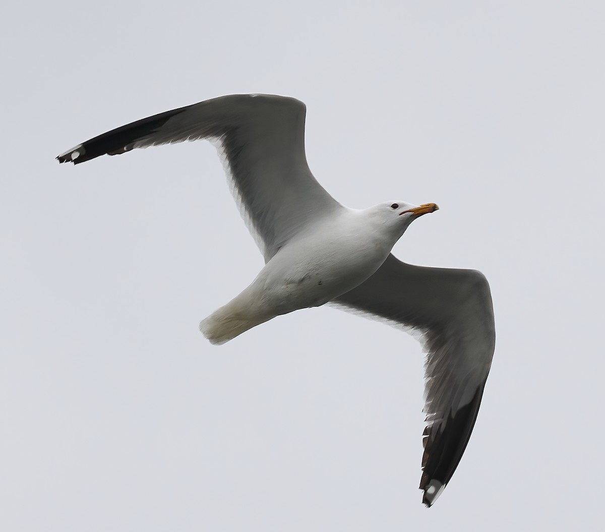 Gaviota Californiana - ML634538329