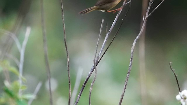 Common Yellowthroat - ML634538333