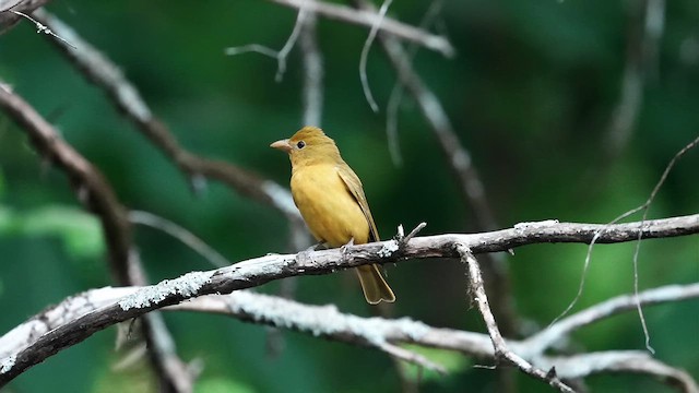 Summer Tanager - ML634538348