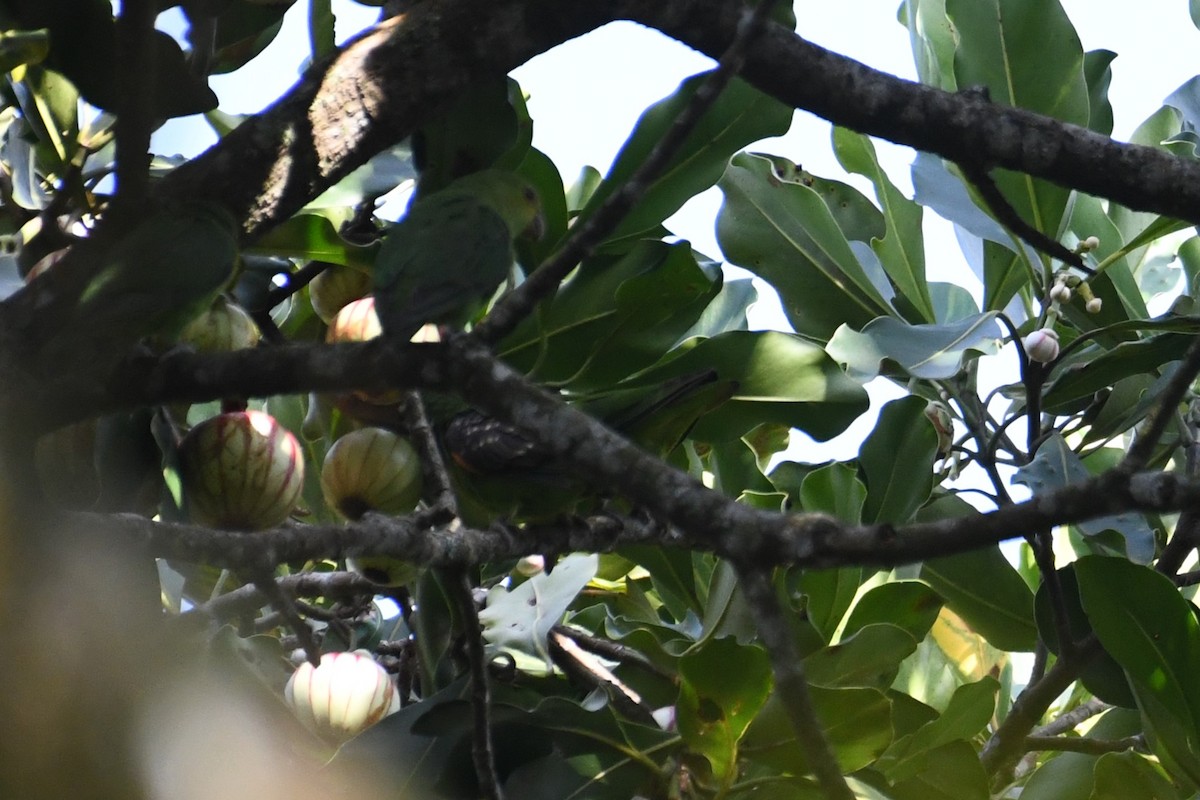 Spot-winged Parrotlet - ML634538368