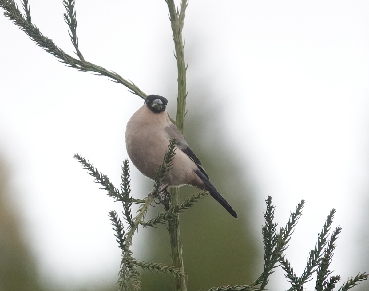 Azores Bullfinch - ML634538370