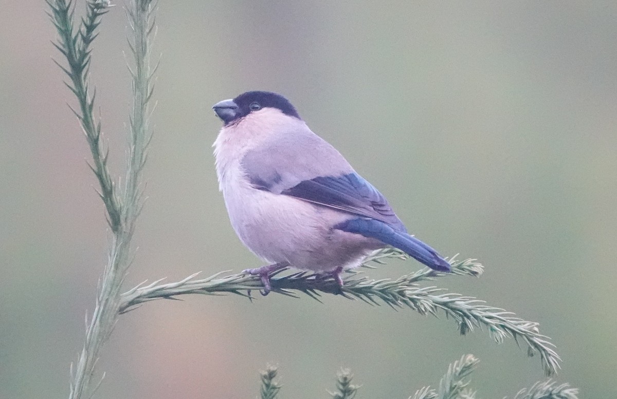 Azores Bullfinch - ML634538371