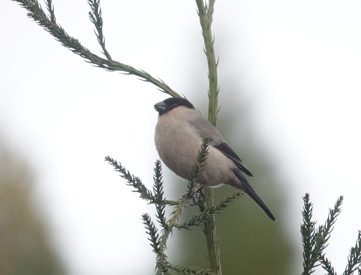 Azores Bullfinch - ML634538372
