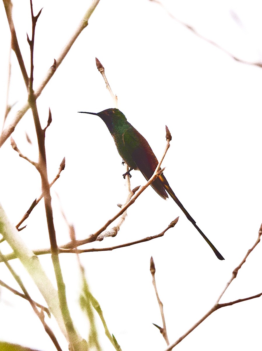 Red-tailed Comet - ML634538407