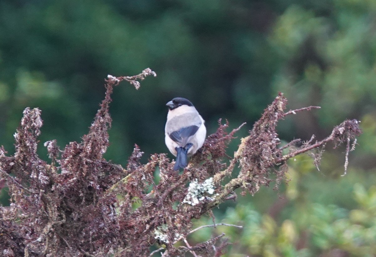 Azores Bullfinch - ML634538418
