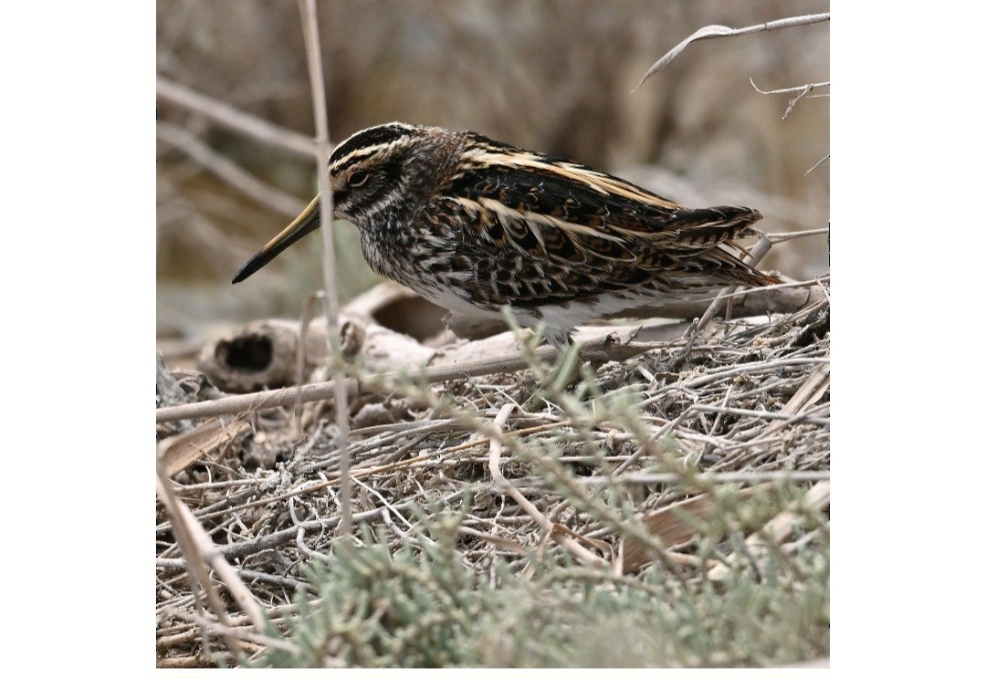 Jack Snipe - ML634538428