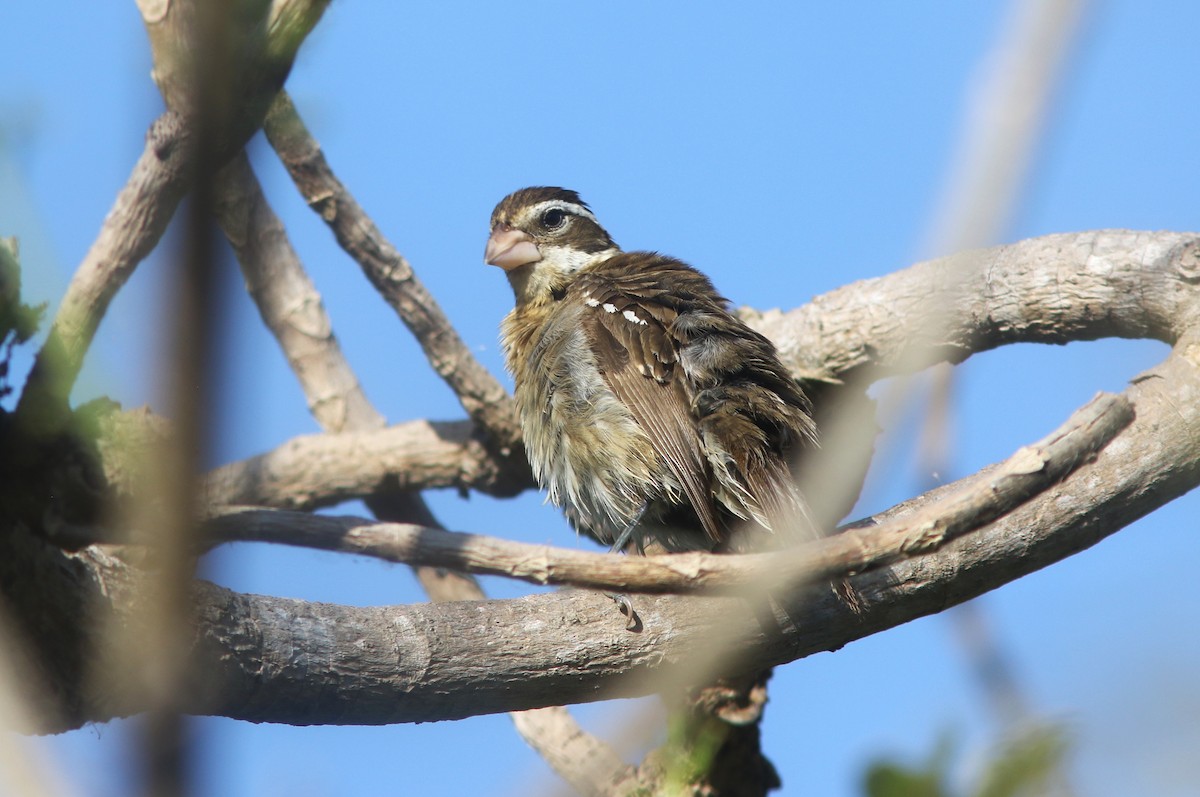 Rose-breasted Grosbeak - ML634538443