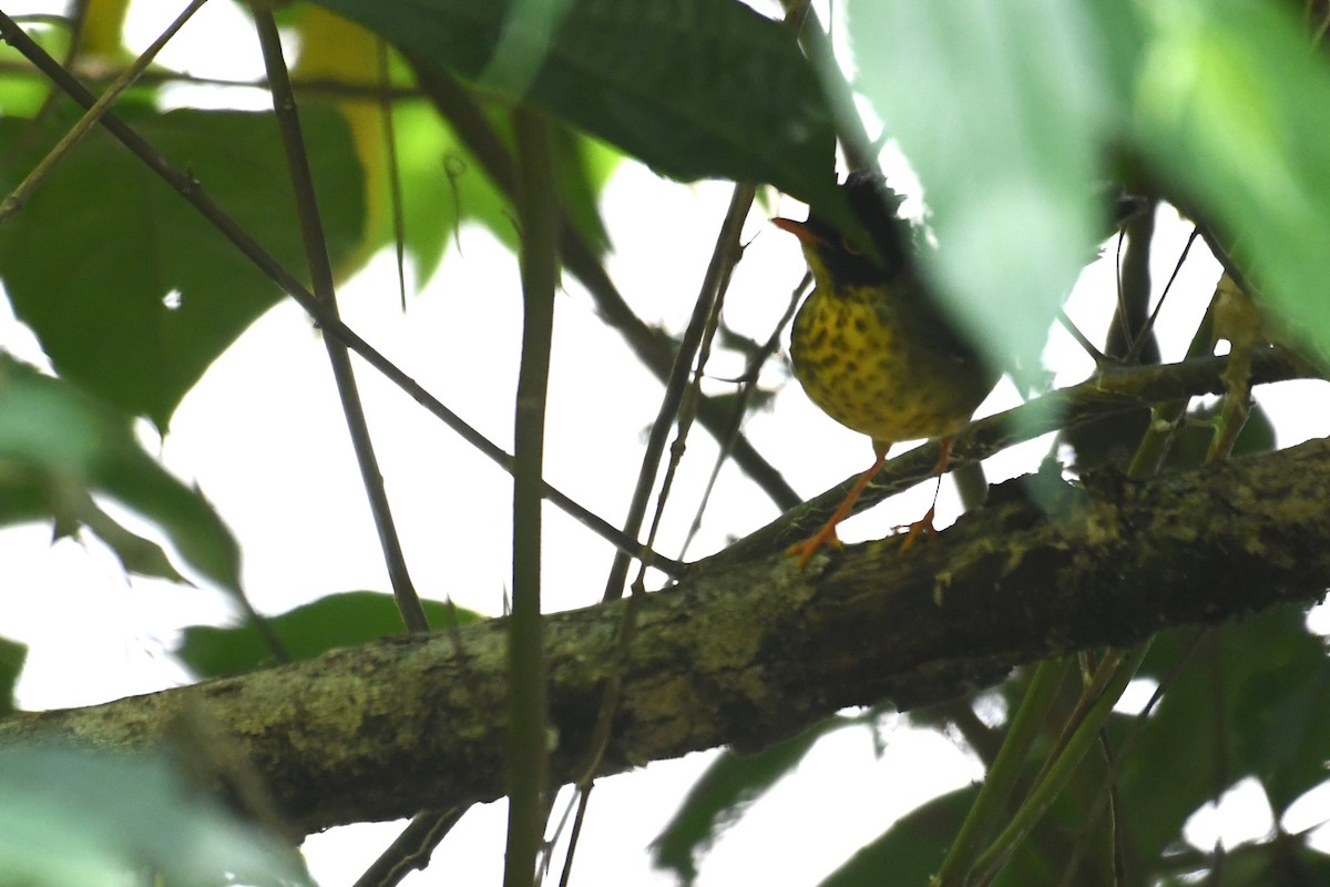 Speckled Nightingale-Thrush - ML634538557