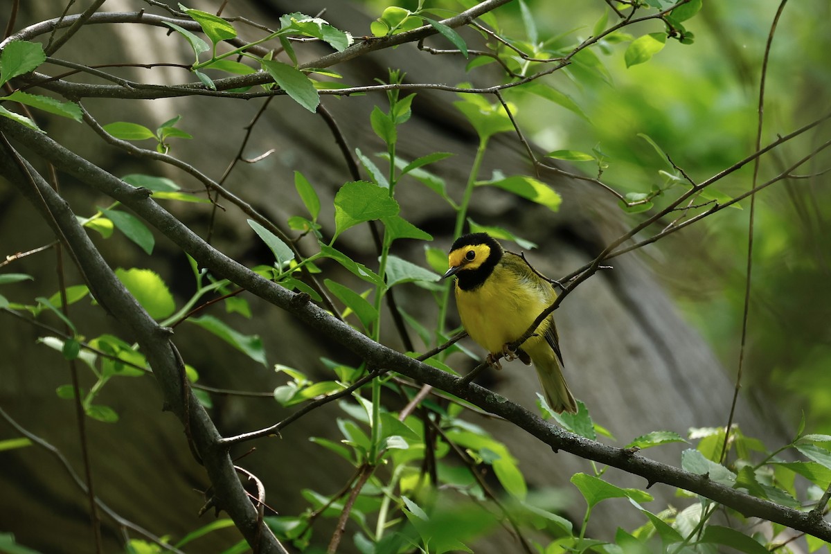 Hooded Warbler - ML634538665
