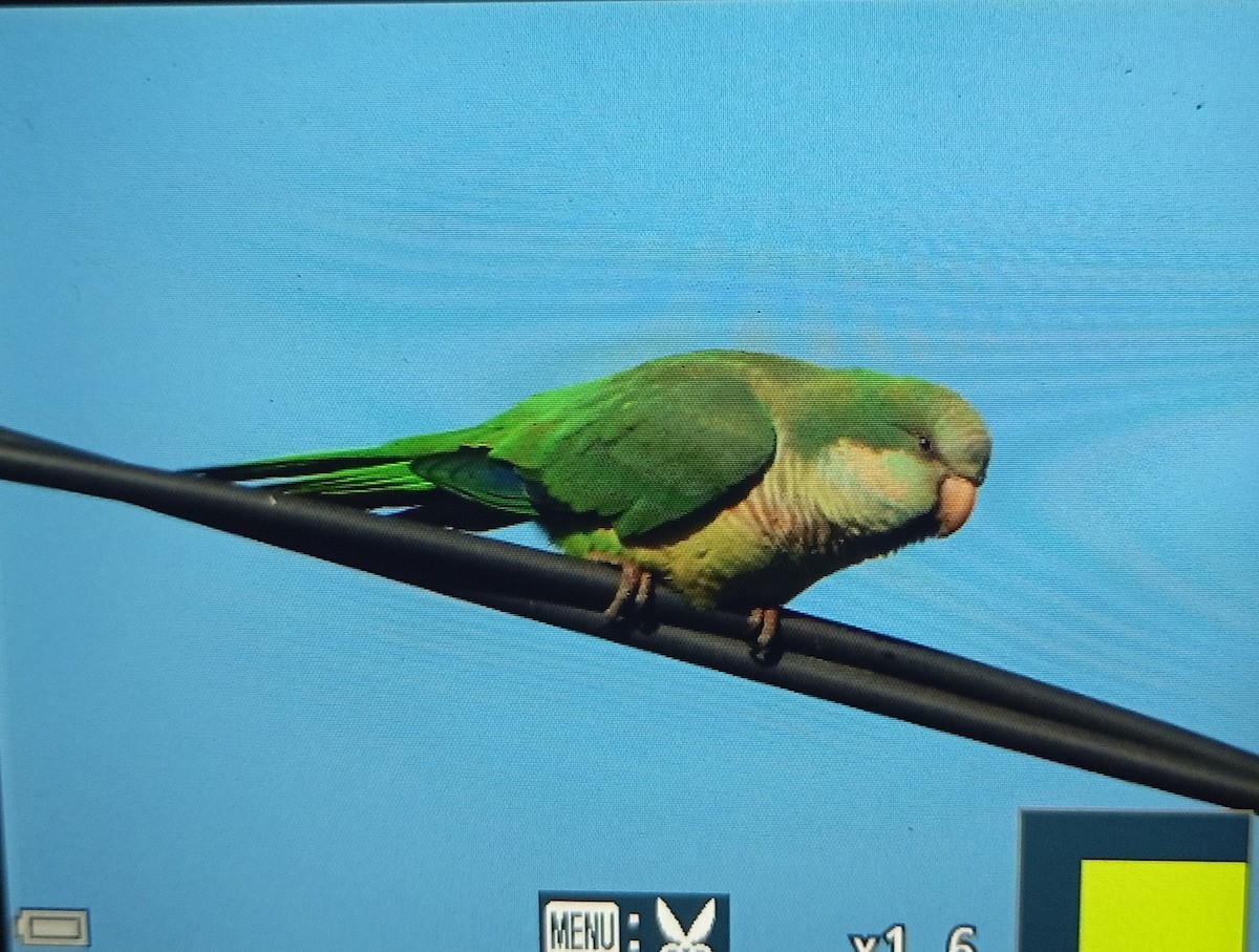 Monk Parakeet - ML634538752